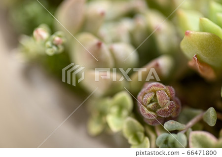歡迎來到多肉植物的世界 66471800