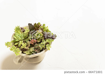 歡迎來到多肉植物的世界 歡迎來到多肉植物的世界 66471801
