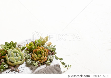歡迎來到多肉植物的世界 歡迎來到多肉植物的世界 66471802