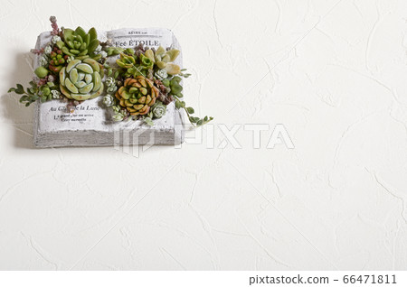 歡迎來到多肉植物的世界 歡迎來到多肉植物的世界 66471811