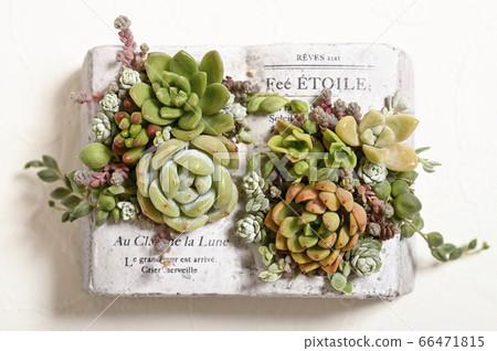 garden seeds for sale 500 Piece Assorted Vegetable, Herb, Flower Seed Packet Retail Corrugated  Display main image 0
