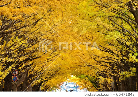 Hokkaido University "Ginkgo Trees" Hokkaido University "Ginkgo Trees" 66471842