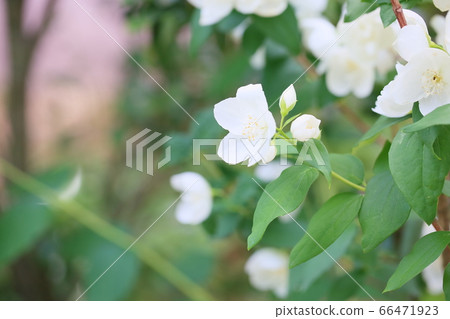 Snowy flower snow bell 66471923