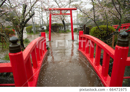 (Chiba Prefecture) Mobara Park cherry blossoms in the rain (Chiba Prefecture) Mobara Park cherry blossoms in the rain 66471975