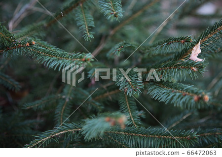 Coniferous trees 66472063