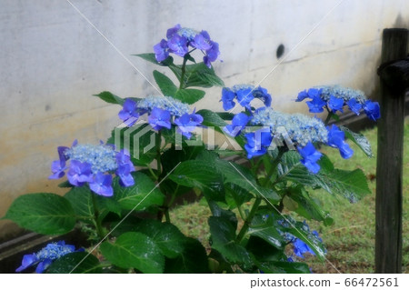 雨季鮮花 花香繡球花在雨中的喜悅 兒童公園 花壇 照片素材 圖片 圖庫