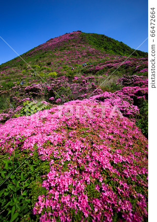 《Kuju Mountain Range, Oita Prefecture》 Miyama Kirishima dyeing the summit of Mt. 66472664