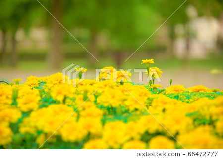 Roses on the hill of brome Roses on the hill of brome 66472777