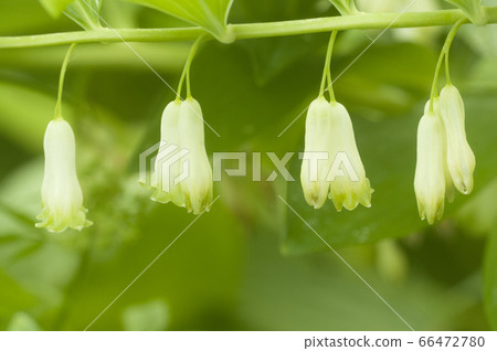 Solomon's seal (Polygonatum) flowers Solomon's seal (Polygonatum) flowers 66472780