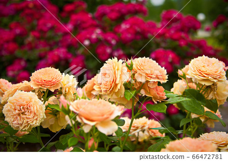 Roses on the hill of brome 66472781