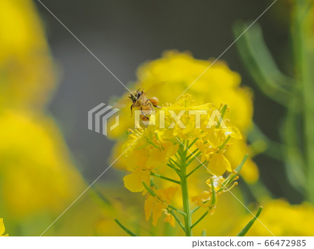 Just before the bees fly 66472985