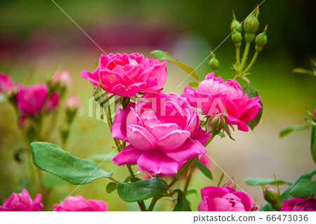 Roses on the hill of brome 66473036