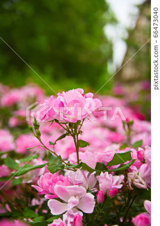 Roses on the hill of brome Roses on the hill of brome 66473040