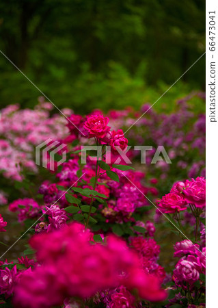 Roses on the hill of brome Roses on the hill of brome 66473041