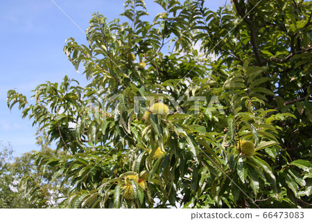 栗子樹 66473083