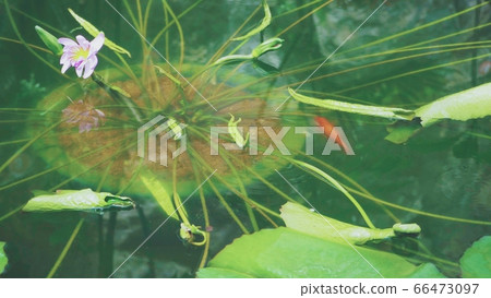 Goldfish swimming in the pond Goldfish swimming in the pond 66473097