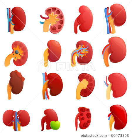 Kidney icons set, cartoon style Kidney icons set, cartoon style 66473508