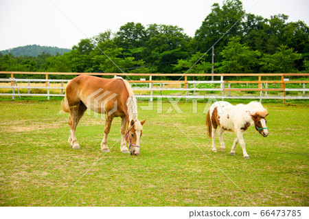 Horse of Blume Hill Horse of Blume Hill 66473785