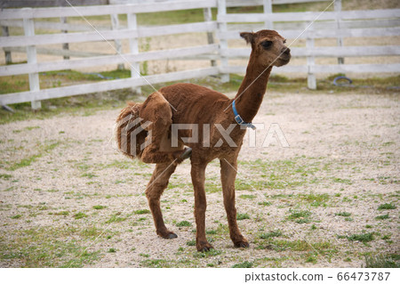 Alpaca on Blume Hill 66473787