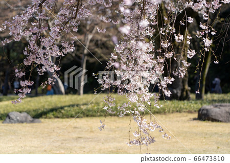 Cherry blossoms at Koishikawa Korakuen Cherry blossoms at Koishikawa Korakuen 66473810