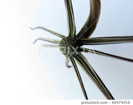 Saginata Hanagara 66474058