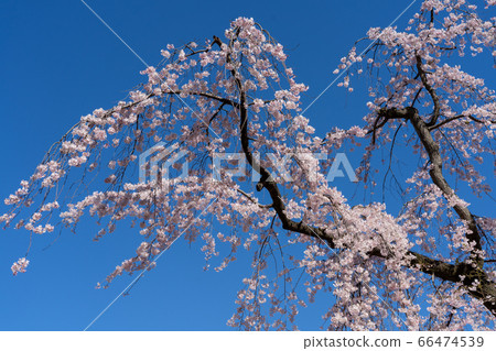 Cherry blossoms at Koishikawa Korakuen Cherry blossoms at Koishikawa Korakuen 66474539