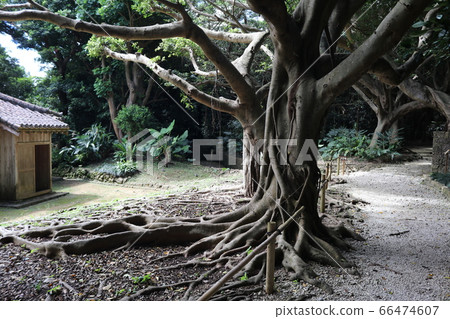 World Heritage Shikinaen 66474607