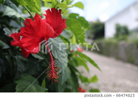 Hibiscus 66474823