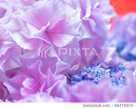 Gaku Hydrangea "Circle Love Flower" Gaku Hydrangea "Circle Love Flower" 66474854