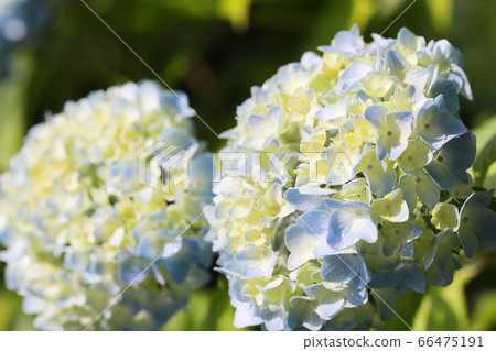 Hydrangea 2568 66475191