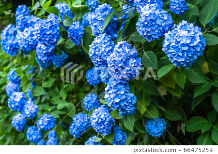 繡球花·雨季圖像 66475259