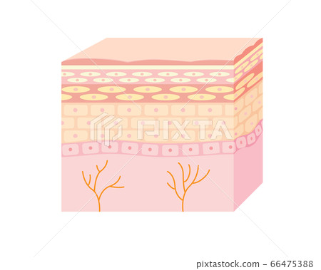 皮膚截面圖 皮膚截面圖 66475388