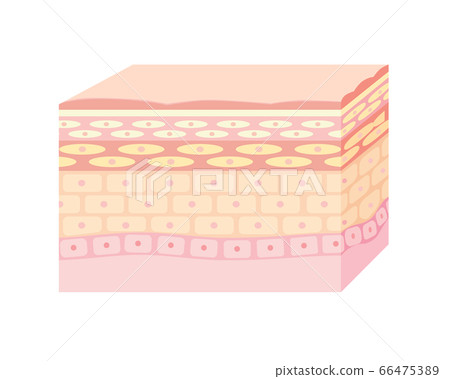 皮膚截面圖 皮膚截面圖 66475389