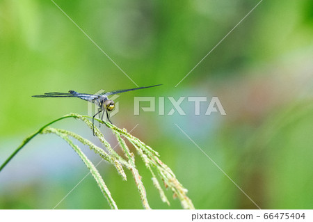 Shioya Tombo Shioya Tombo 66475404