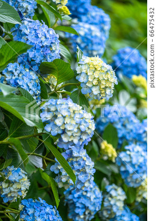 繡球花·雨季圖像 66475432