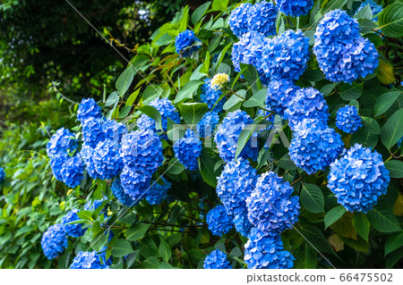 Hydrangea · rainy season image Hydrangea · rainy season image 66475502