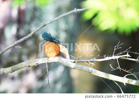 Kingfisher 1761 Kingfisher 1761 66475772