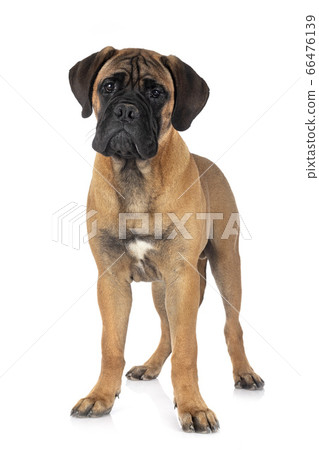 young bullmastiff in studio 66476139