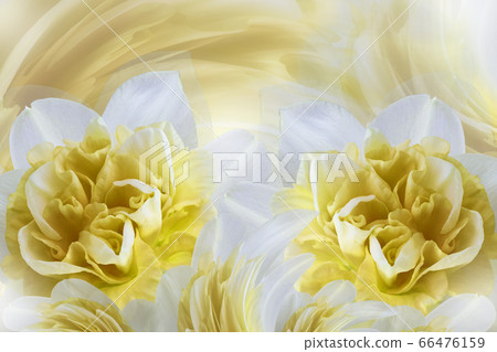 Spring background of gently white-yellow flowers 66476159