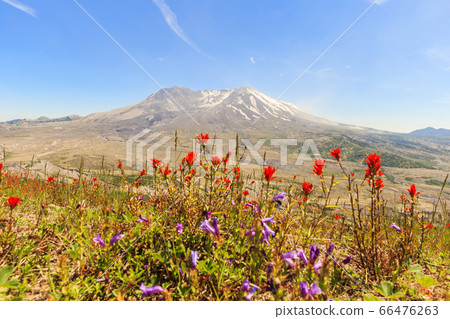 The flowers with mt. St. Hellens on the background The flowers with mt. St. Hellens on the background 66476263