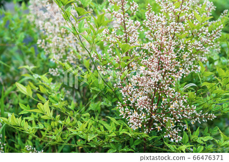 初夏南天之花 照片素材 圖片 圖庫