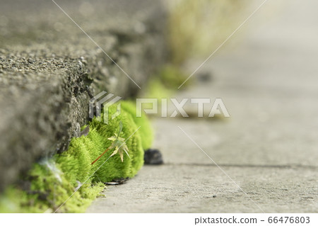 Moss and Momiji 66476803