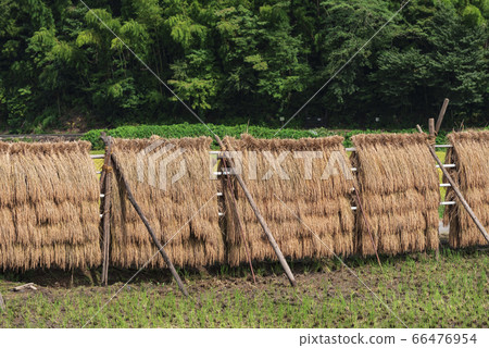 收穫的大米 66476954