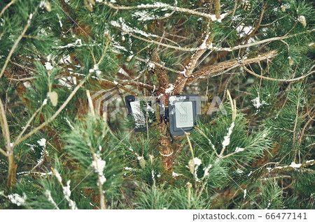 Tree-mounted led spotlight on the pine branch in the winter pine forest 66477141
