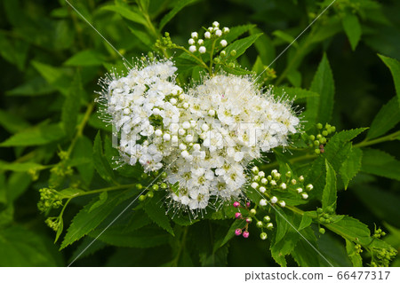 Shimotsuke的花 Shimotsuke的花 66477317