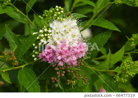 Shimotsuke的花 Shimotsuke的花 66477319
