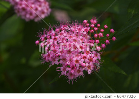 Shimotsuke的花 Shimotsuke的花 66477320