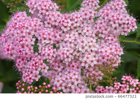 Shimotsuke's flower Shimotsuke's flower 66477321