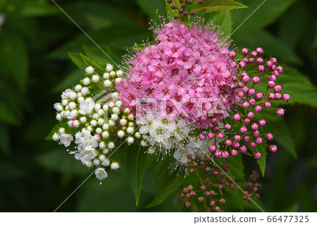 Shimotsuke的花 Shimotsuke的花 66477325