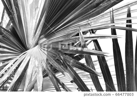 in the clear sky the branch of the palm 66477803